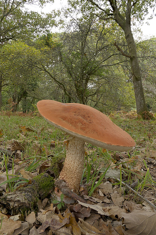 Leccinum aurantiacum